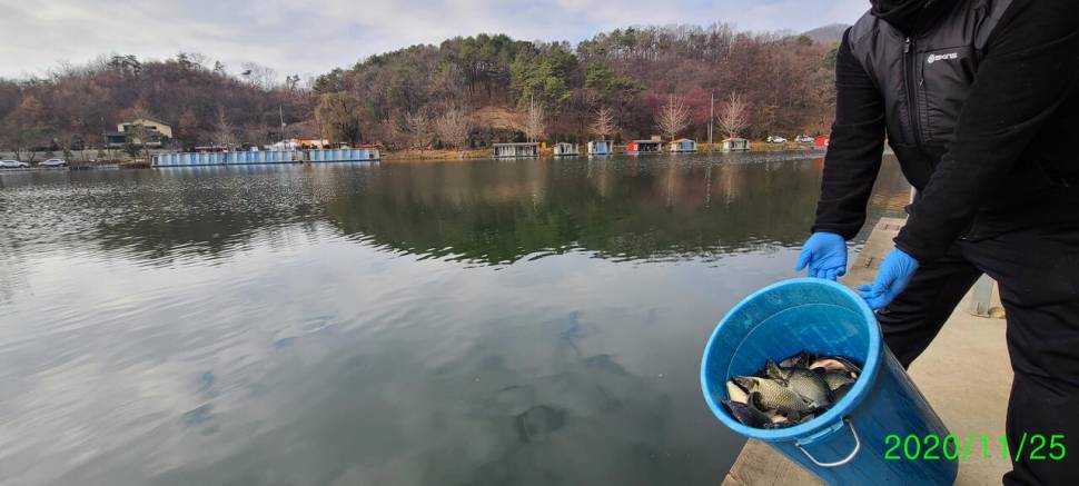 힐링 양평 수곡낚시터 넷째주초 조황 및 붕어 방류 완료 (유료터정보 - 유료터점주조황)