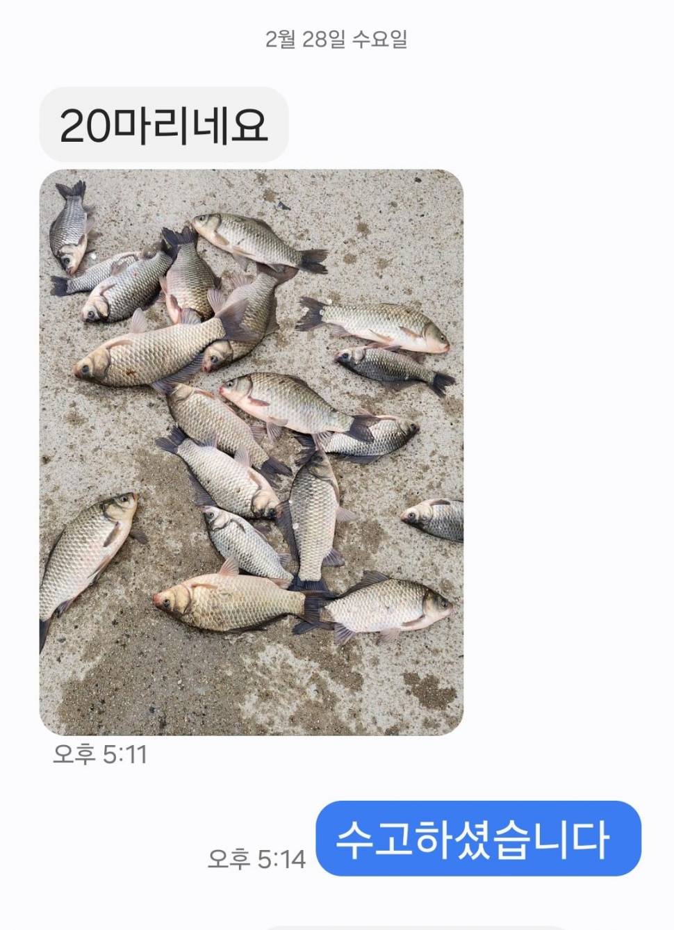 2024년 03월 첫째주 조황정보 붕어방류 (유료터정보 - 유료터점주조황)