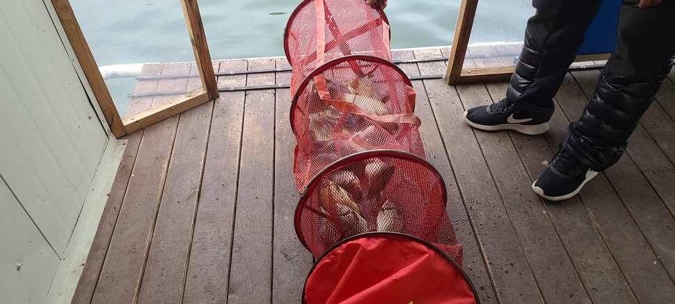 힐링 수곡낚시터 주초에도 고르게 조황이 나오며 오늘도 붕어방류 진행합니다 (유료터정보 - 유료터점주조황)