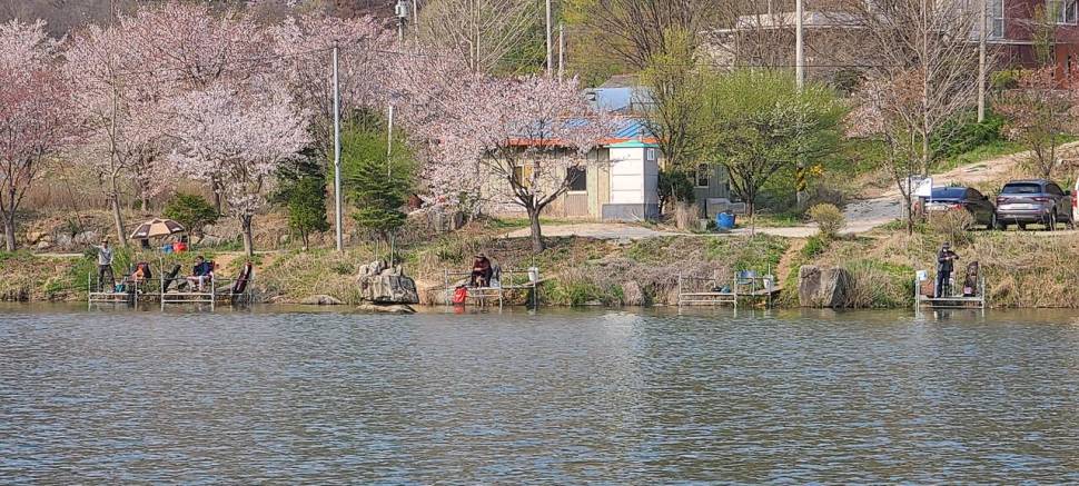 4월 둘째주말 양평 힐링 수곡낚시터 조황 및 붕어 방류 (유료터정보 - 유료터점주조황)