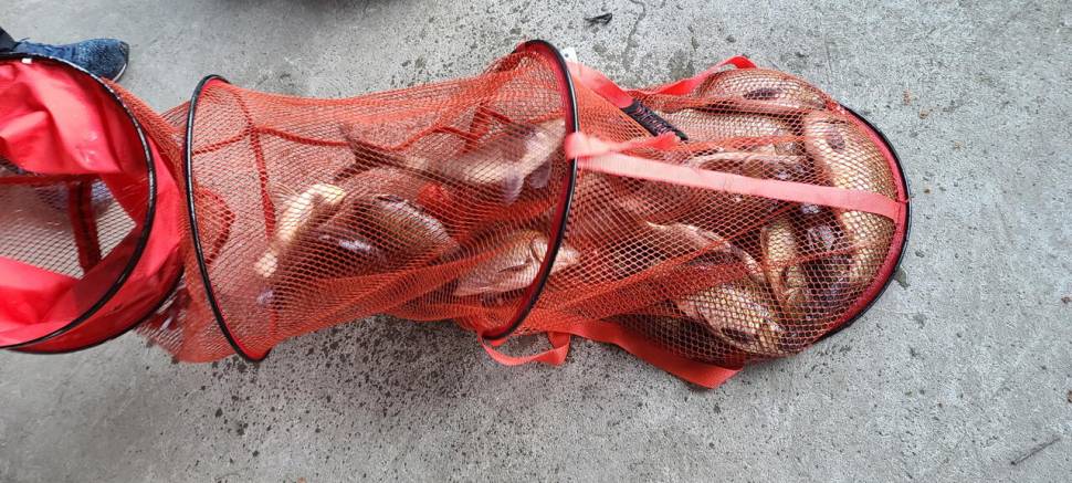 양평 수곡낚시터 9월 둘째주 주말 조황 및 붕어 방류 안내 (유료터정보 - 유료터점주조황)