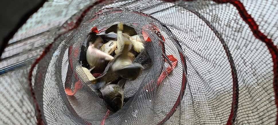 낚시터추천 피서낚시 수곡낚시터 6월말 조황 및 금일 방류 완료 (유료터정보 - 유료터점주조황)