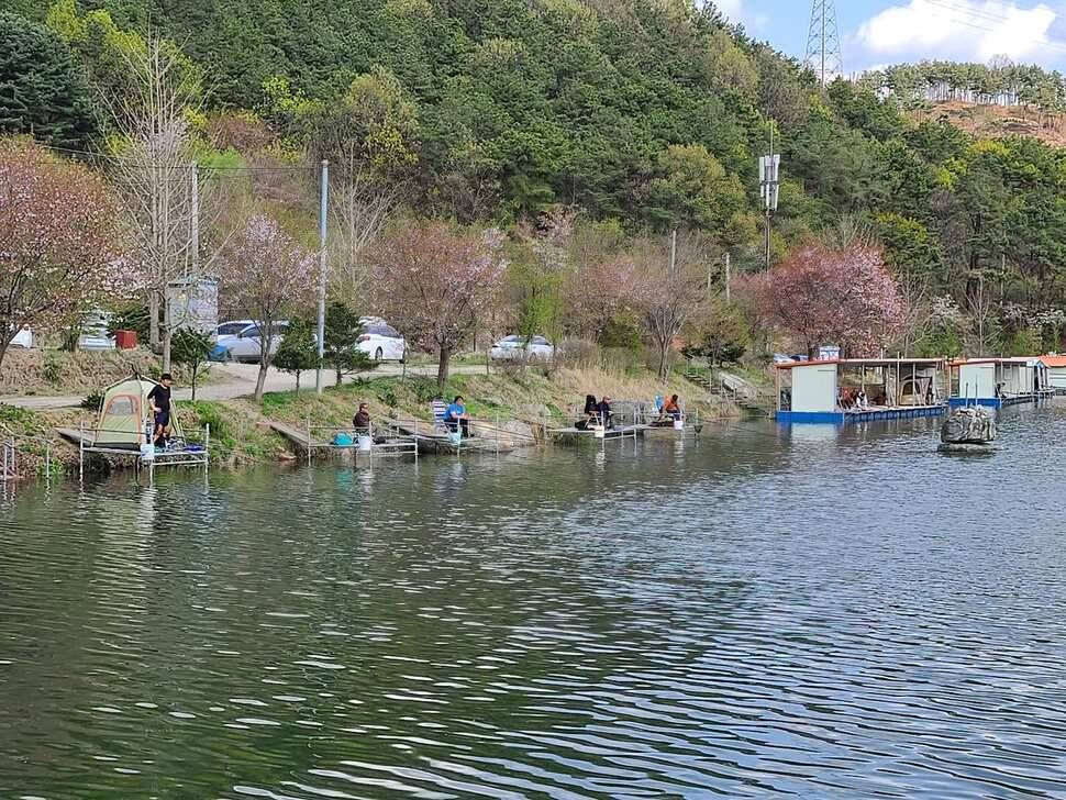 힐링 양평 수곡낚시터 주중주말 조황 및 붕어방류 안내 (유료터정보 - 유료터점주조황)