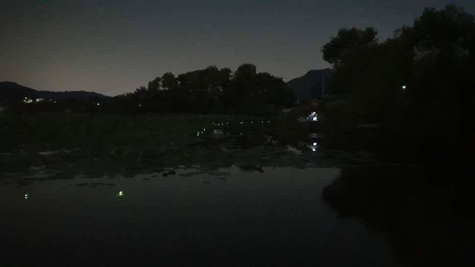 아산 명품 월랑낚시터 6월 세번째 조황이야기입니다 (유료터정보 - 유료터점주조황)