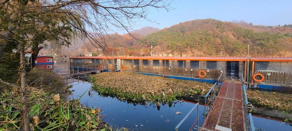 동절기 붕어낚시 힐링 수곡낚시터 주초 조황 및 금일 붕어방류 (유료터정보 - 유료터점주조황)