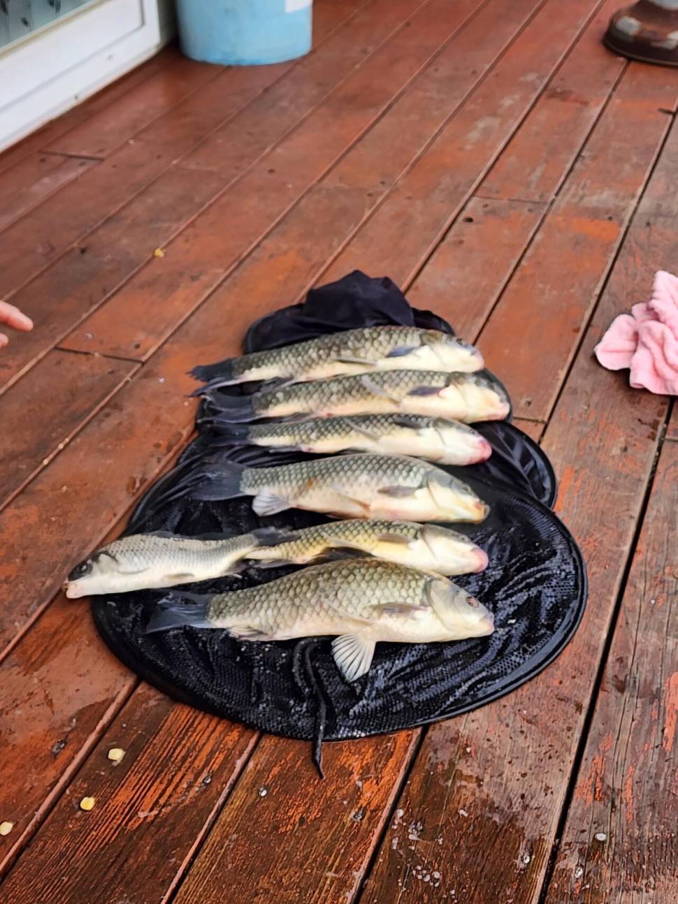 송전지 창신좌대 조황정보 마리수 조황 (유료터정보 - 유료터점주조황)