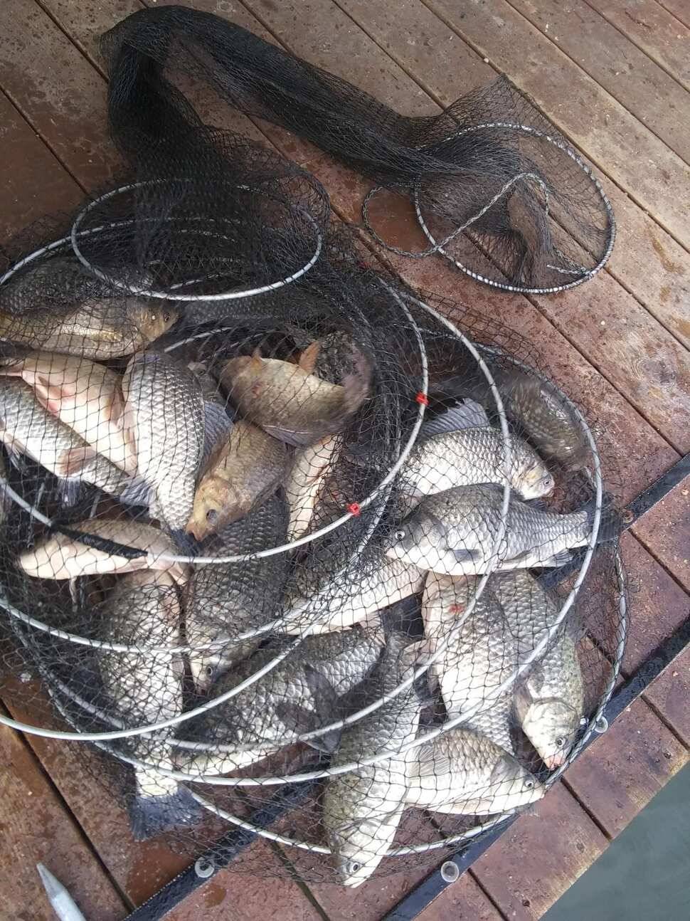 양평 힐링 수곡낚시터 바닥 토종대물 4짜 포함 붕어 마릿수도 꾸준히 늘어납니다 (유료터정보 - 유료터점주조황)