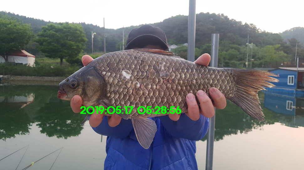 신원낚시터 토종대물 소식입니다 (유료터정보 - 유료터점주조황)
