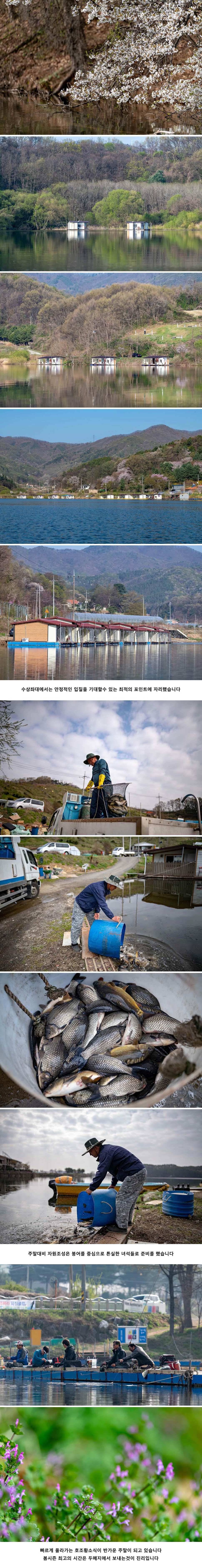 안성 두메낚시터 4월 20일 조황정보 (유료터정보 - 유료터점주조황)