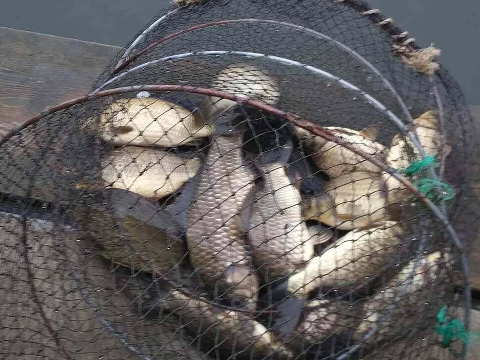 수곡낚시터 수상좌대 할인 행사 실시 자연산 토종붕어 방류 및 조황 안내 (유료터정보 - 유료터점주조황)