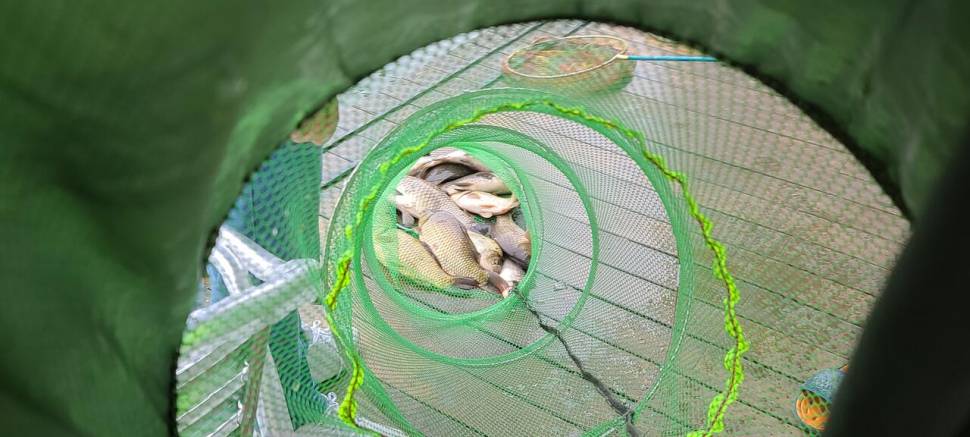힐링 양평 수곡낚시터 6월 첫날 주초 조황 및 오늘 붕어방류 (유료터정보 - 유료터점주조황)