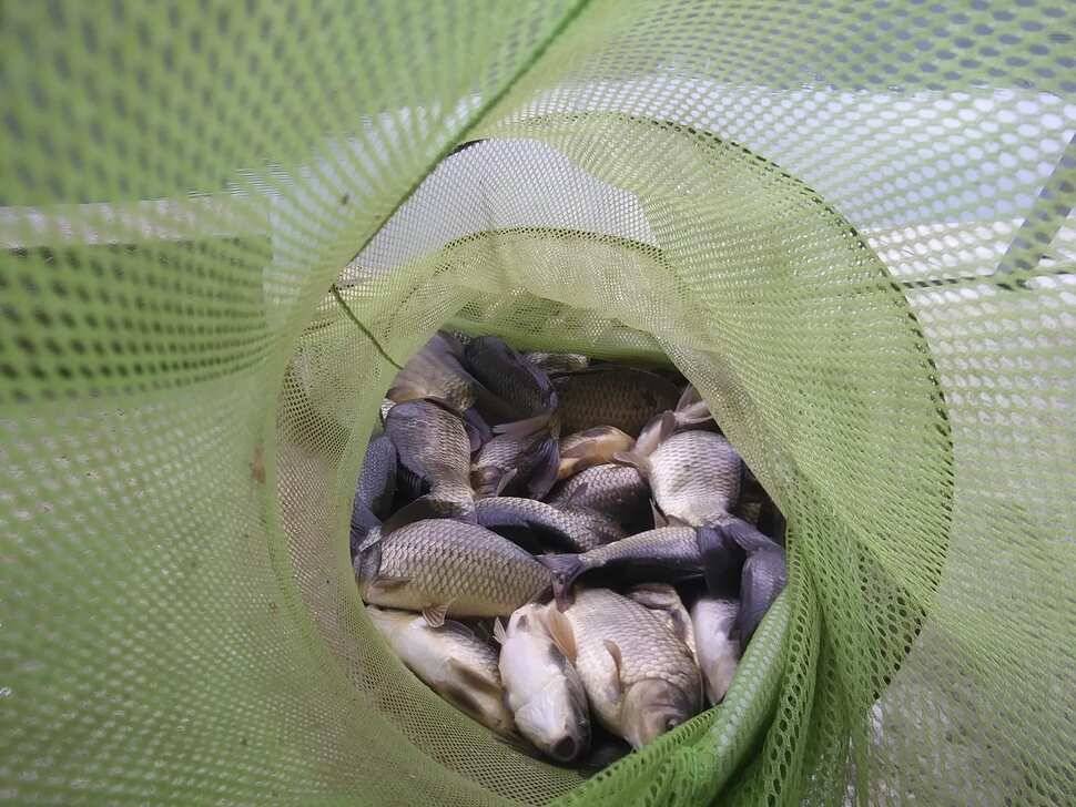 양평 수곡낚시터 오늘 붕어조황 씨알도 마릿수도 더 좋네요 10월10일 금일 붕어 방류 완료했습니다 (유료터정보 - 유료터점주조황)