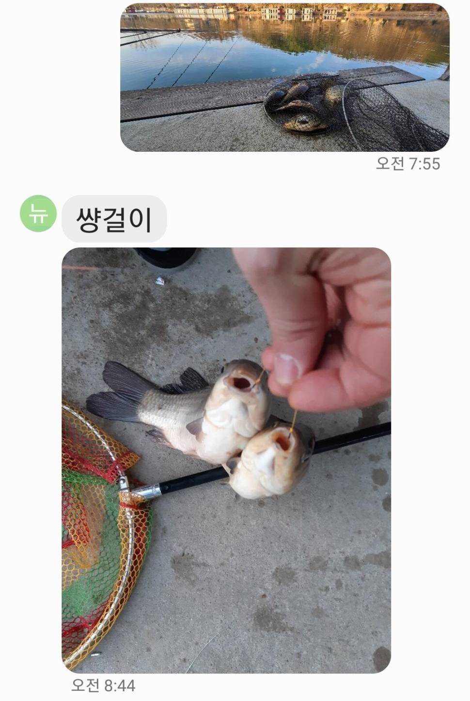 힐링 양평수곡낚시터 2월 마지막주 주말 조황 붕어 방류 (유료터정보 - 유료터점주조황)
