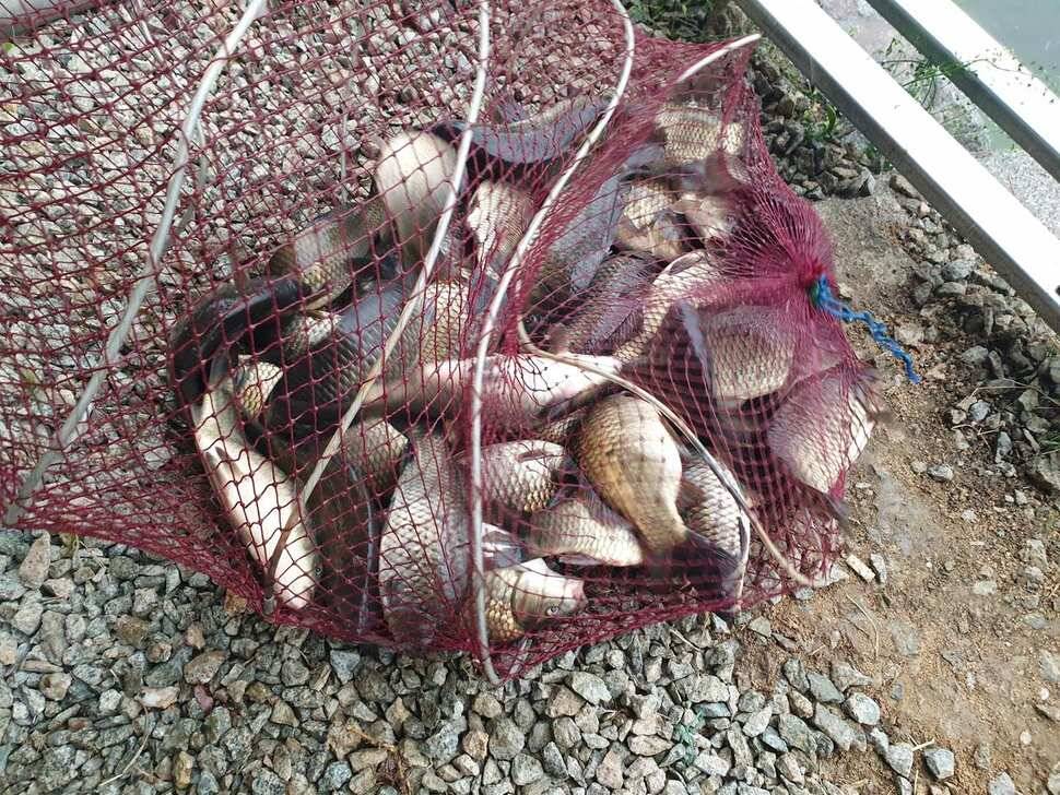 붕어전용 거청낚시터 4월 26일 붕어조황 (유료터정보 - 유료터점주조황)