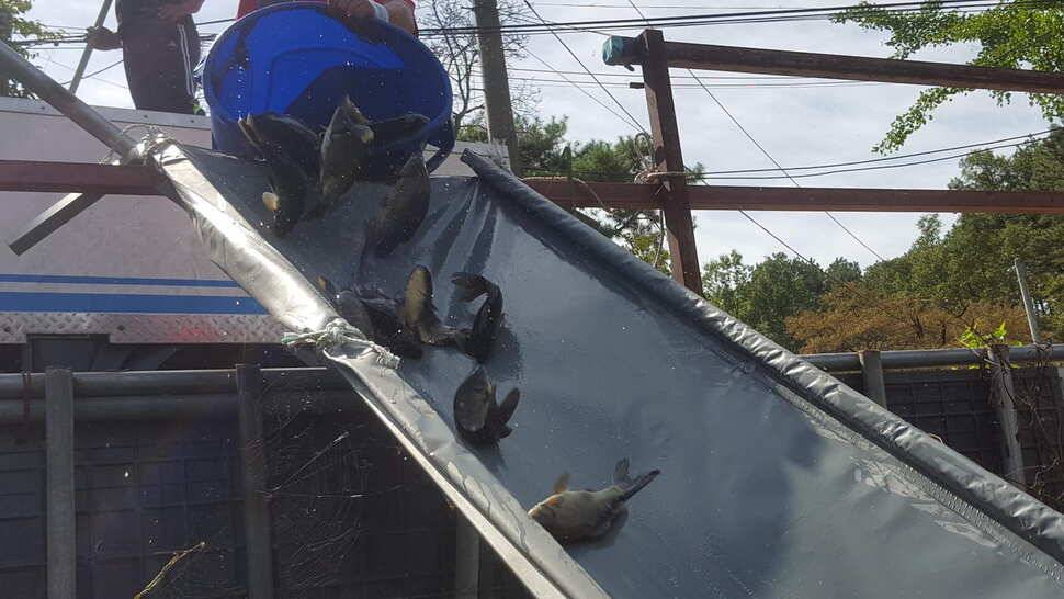 양평 붕어낚시 수곡낚시터 초대박 조황과 고른 조황이며 낮시간 부터 붕어들이 나와주네요 (유료터정보 - 유료터점주조황)
