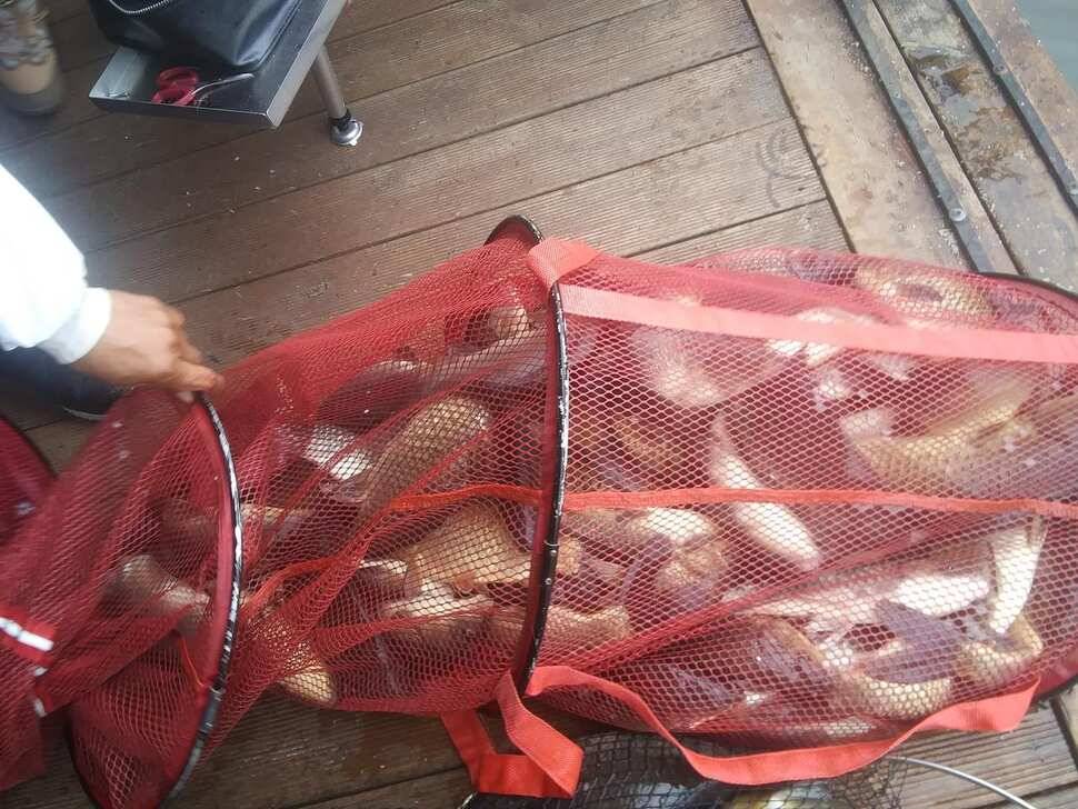 수곡낚시터 붕어조과 고르고 꾸준한 조황으로 잘 나와줍니다 금일 붕어 방류 완료 (유료터정보 - 유료터점주조황)