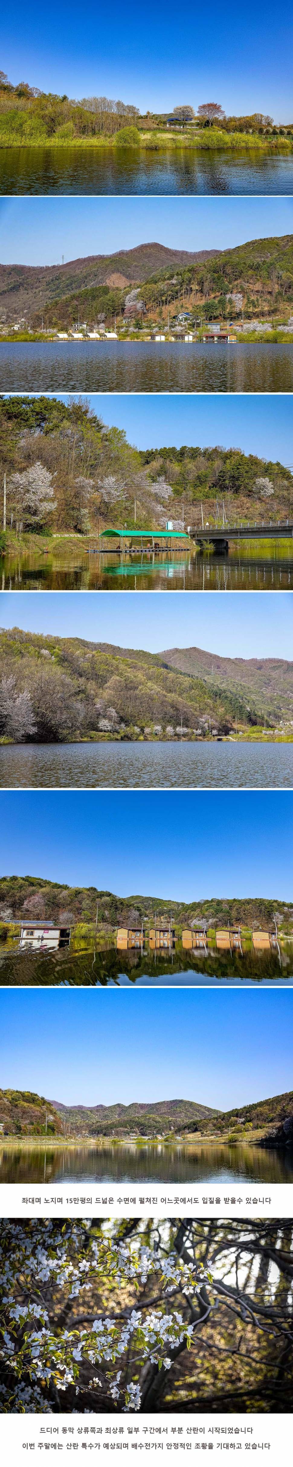 안성 두메낚시터 4월 8일 조황정보 (유료터정보 - 유료터점주조황)