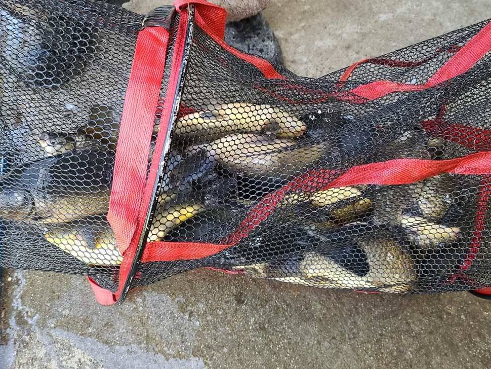 힐링 양평 수곡낚시터 4월 넷째주 주초 좋은 조황 및 붕어 방류 안내 (유료터정보 - 유료터점주조황)