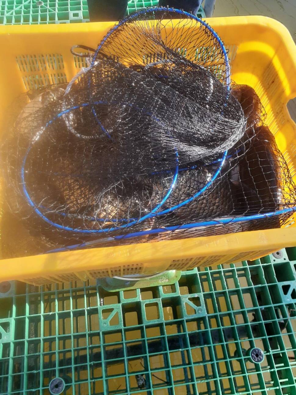 1미터 찌를 몸통까지 올려주는 경주동산낚시터 붕어들 (유료터정보 - 유료터점주조황)