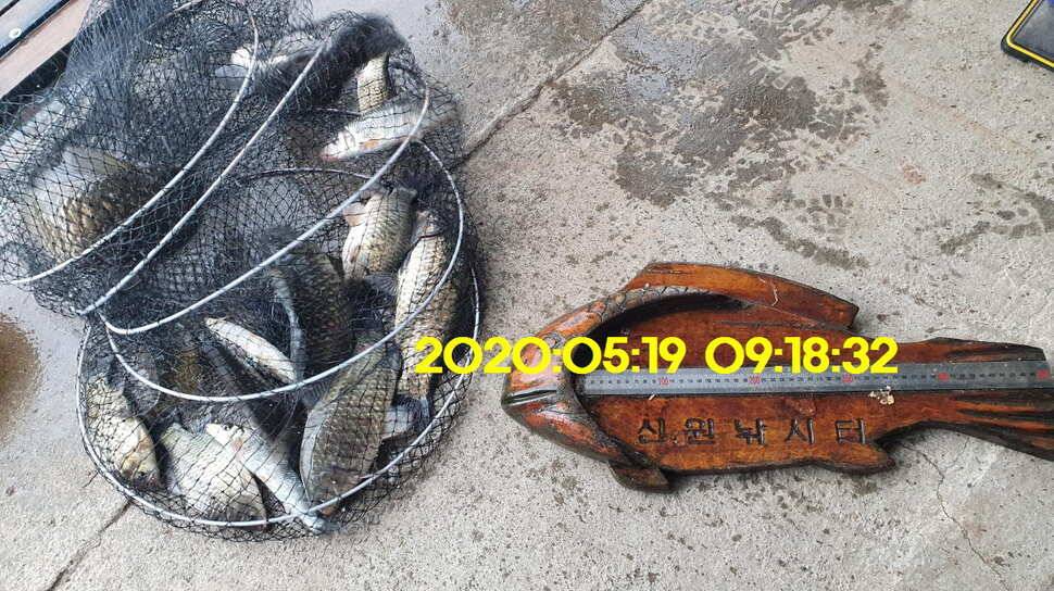 신원낚시터 6월5일 토종대물 덩어리 사진들 입니다 (유료터정보 - 유료터점주조황)