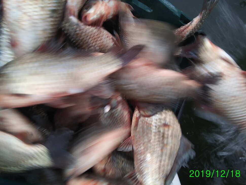 힐링 수곡낚시터 주중 붕어 조황 및 토종붕어 추가 방류 안내 (유료터정보 - 유료터점주조황)