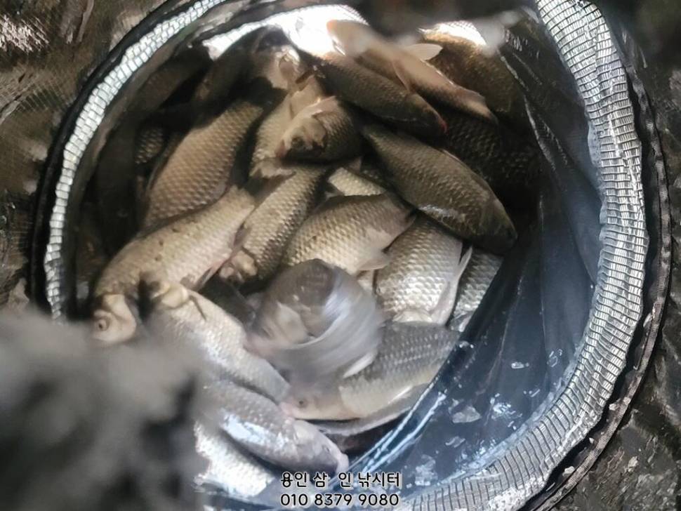 가깝고 물 좋고 경치 좋은 곳용인삼인낚시터 (유료터정보 - 유료터점주조황)