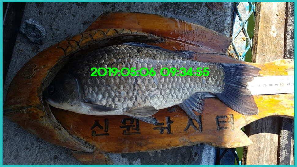 신원낚시터 토종대물 덩어리와 4짜가 계속 나옵니다쭉 (유료터정보 - 유료터점주조황)