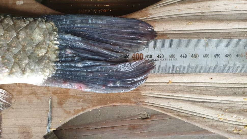 고삼지 사짜붕어 조황 아자 (유료터정보 - 유료터점주조황)