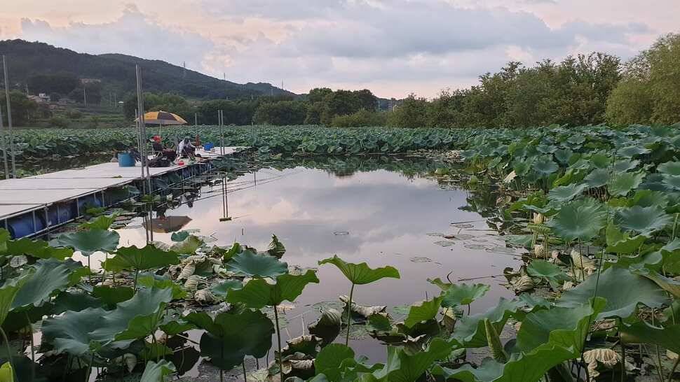 아산 명품 월랑낚시터 9월 첫번째 조황이야기입니다 (유료터정보 - 유료터점주조황)