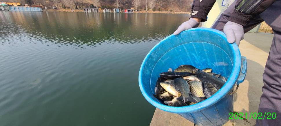 양평 힐링 수곡낚시터 2월 셋째주 주말 조황 붕어방류 (유료터정보 - 유료터점주조황)