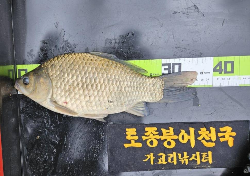 당진 가교리 낚싵 9월 29일 조황영상입니다 (유료터정보 - 유료터점주조황)