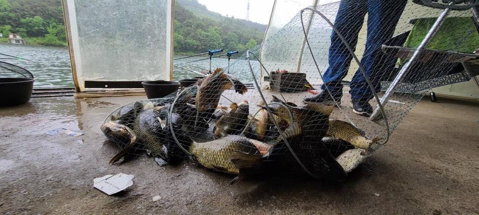 양평 힐링 수곡낚시터 5월둘재주 토일요일 조황 및 붕어방류 (유료터정보 - 유료터점주조황)