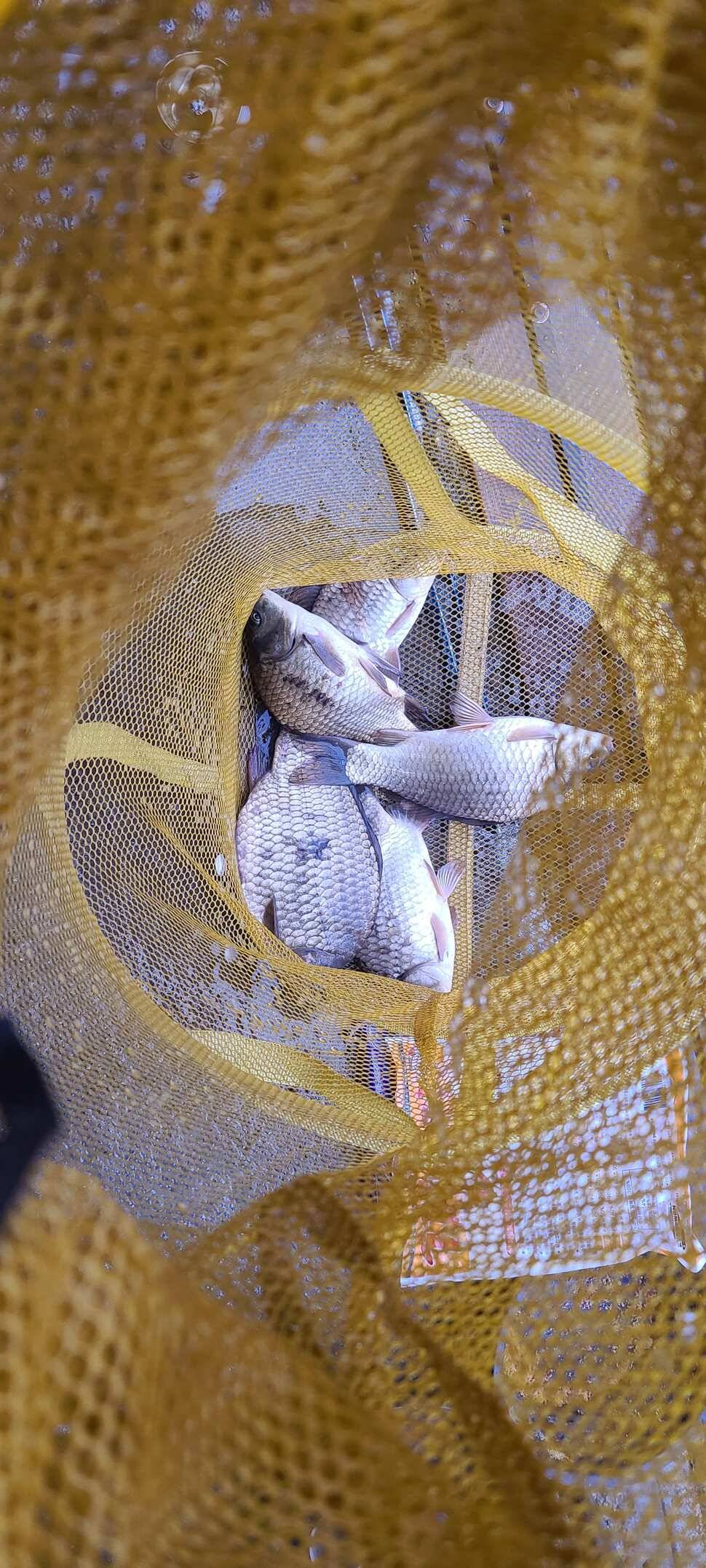 수곡지 양평 수곡낚시터 주말 조황 및 방류소식 안내드립니다 (유료터정보 - 유료터점주조황)