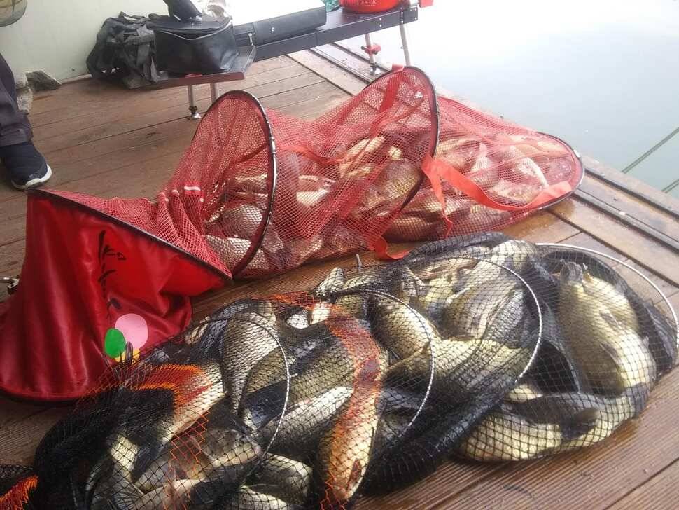 수곡낚시터 붕어조과 고르고 꾸준한 조황으로 잘 나와줍니다 금일 붕어 방류 완료 (유료터정보 - 유료터점주조황)