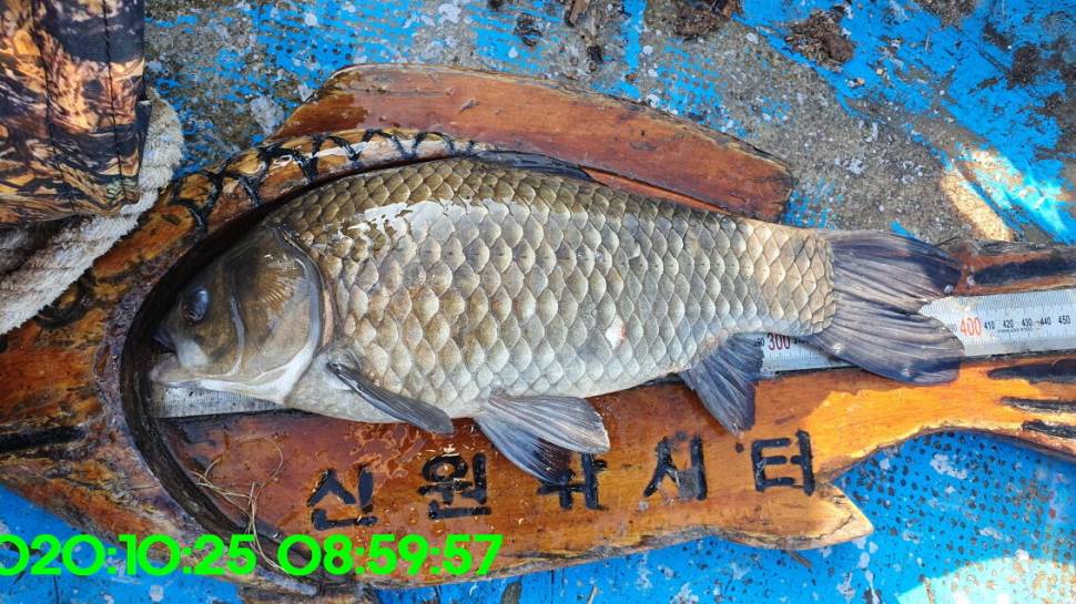신원낚시터10월28일 초딩조사가 토종붕어 4짜를 잡았네요 (유료터정보 - 유료터점주조황)
