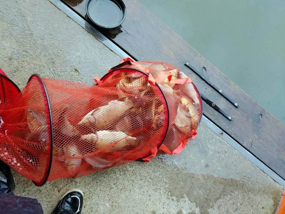 반제낚시터 붕어조황정보입니다 (유료터정보 - 유료터점주조황)