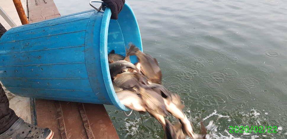 양평 수곡낚시터 금요일토요일 조황및 붕어방류안내 (유료터정보 - 유료터점주조황)