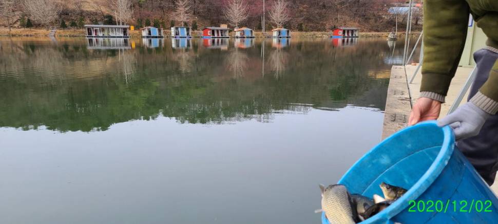 겨울붕어낚시 수곡낚시터 수상좌대할인 행사 및 주중 조황 붕어 방류 안내 (유료터정보 - 유료터점주조황)