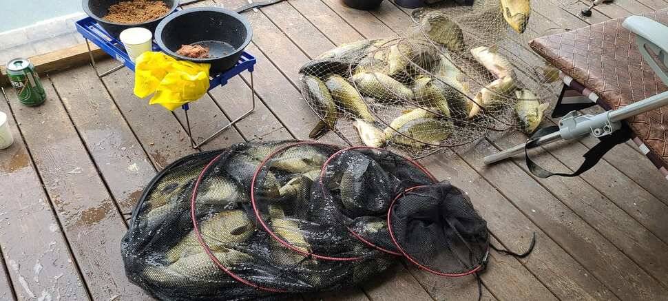 양평낚시터 힐링 수곡낚시터 수목요일 주중 조황도 고르게 나와주고 있습니다 (유료터정보 - 유료터점주조황)