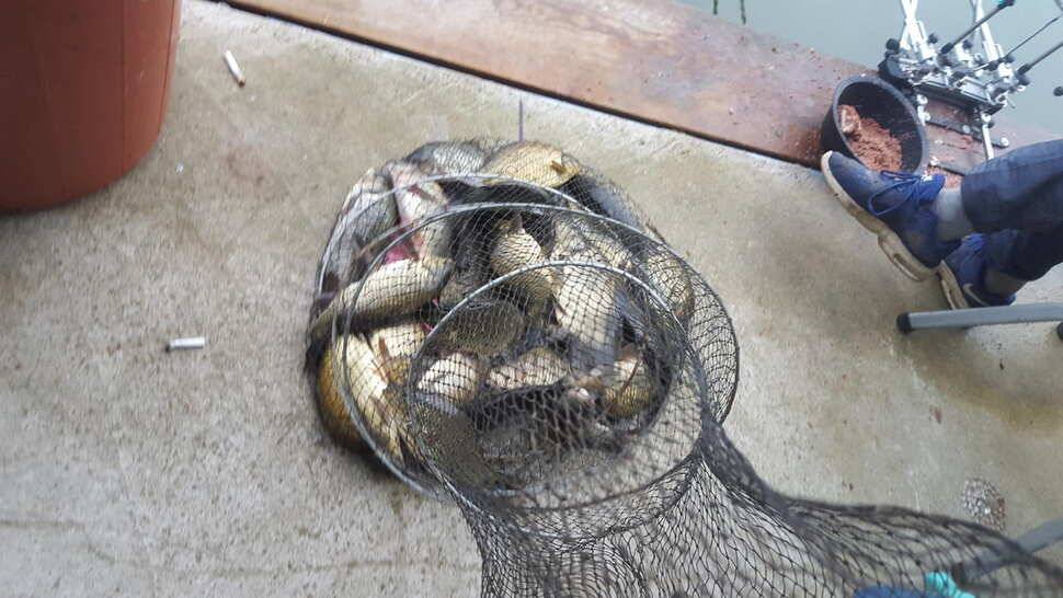 양평 힐링 수곡낚시터 8월 29일 조황 및 붕어방류 안내 (유료터정보 - 유료터점주조황)