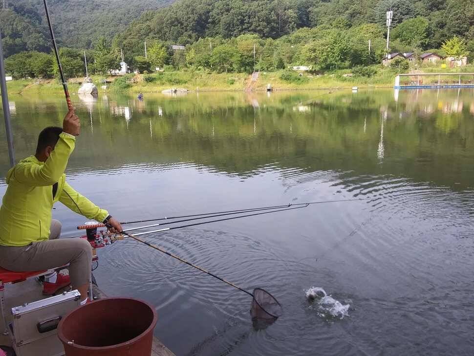 힐링 양평 수곡낚시터 목금요일 편차가 많아 고른 조황이 나오지 못했네요 오늘 붕어방류 완료 (유료터정보 - 유료터점주조황)