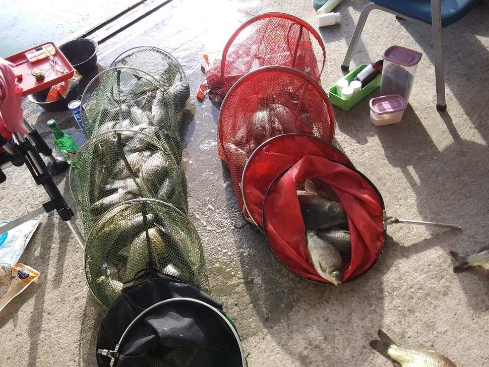 힐링 수곡낚시터 어제도 많은 붕어들이 나와주었습니다 내일도 붕어방류 합니다 (유료터정보 - 유료터점주조황)