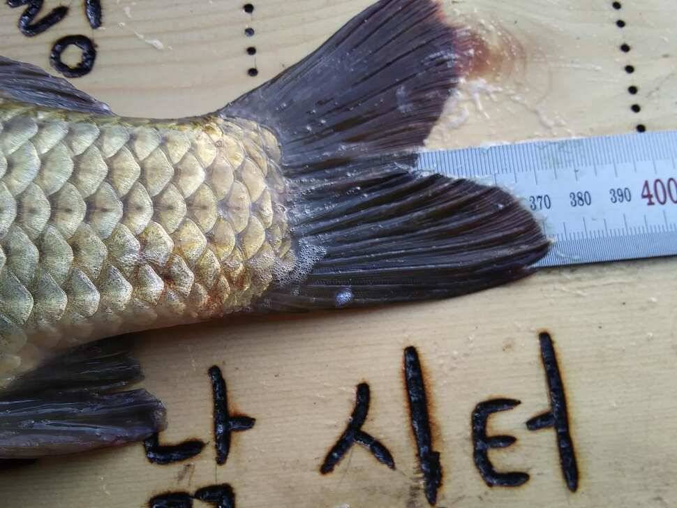 수곡낚시터 자연산 토종붕어 추가 방류 일요일 조황 소식 입니다 (유료터정보 - 유료터점주조황)