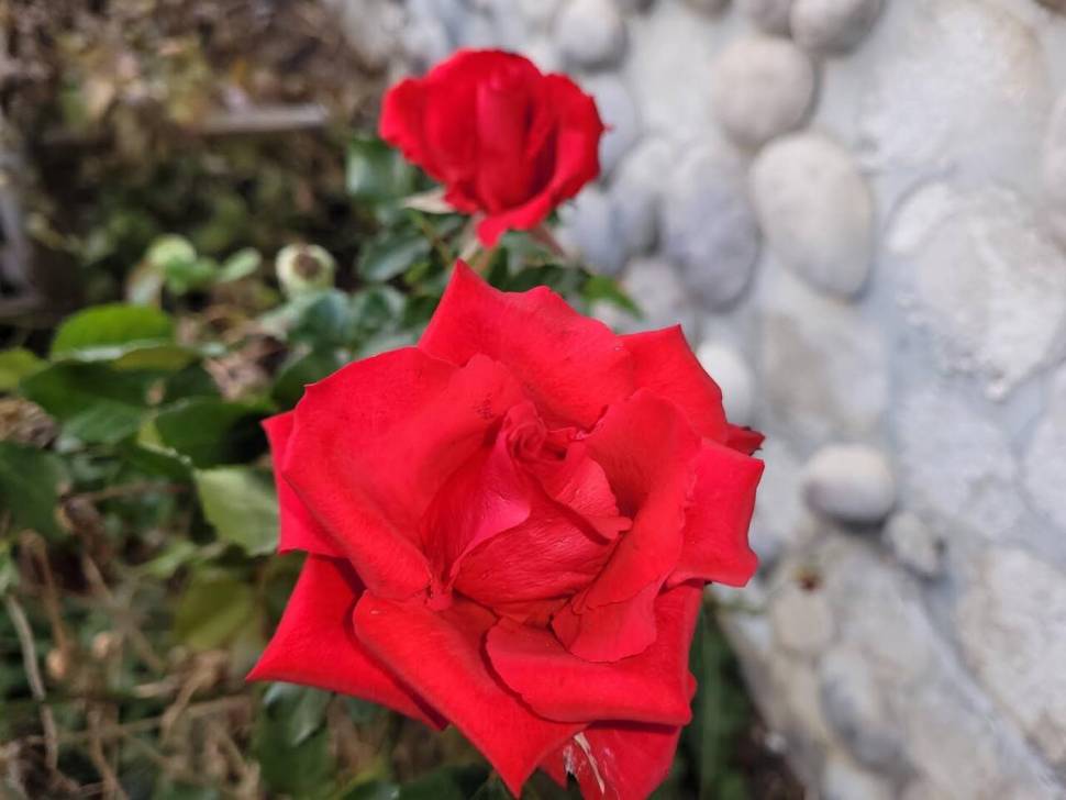 아산 안골지 냉동새우 조과입니다 (유료터정보 - 유료터점주조황)