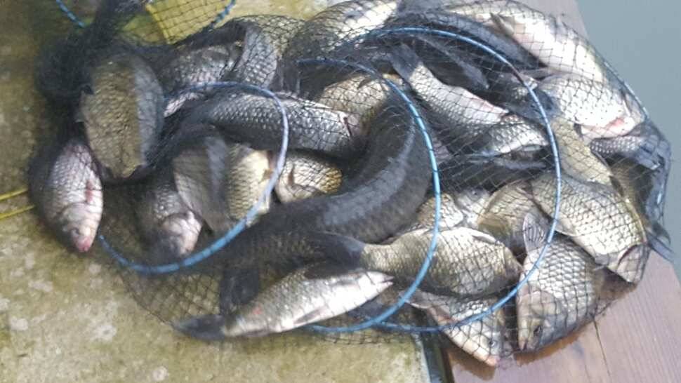 힐링 양평 수곡낚시터 추석연휴 무휴 개장 주말 조황 소식 및 붕어방류 안내 (유료터정보 - 유료터점주조황)