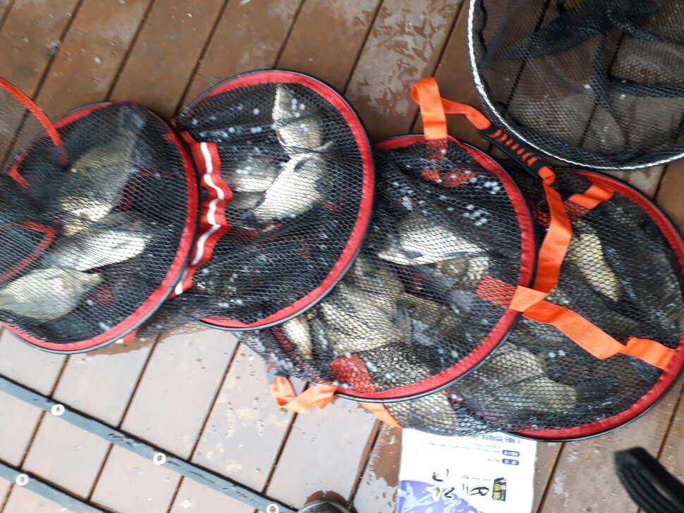 양평 수곡낚시터 빗속에서도 붕어들이 올라와 주었네요 4월 10일 조황 (유료터정보 - 유료터점주조황)