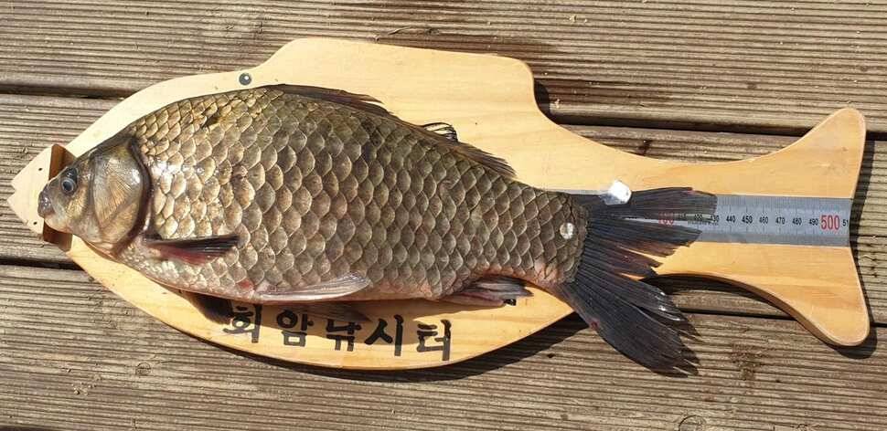 회암지 조황정보 (유료터정보 - 유료터점주조황)