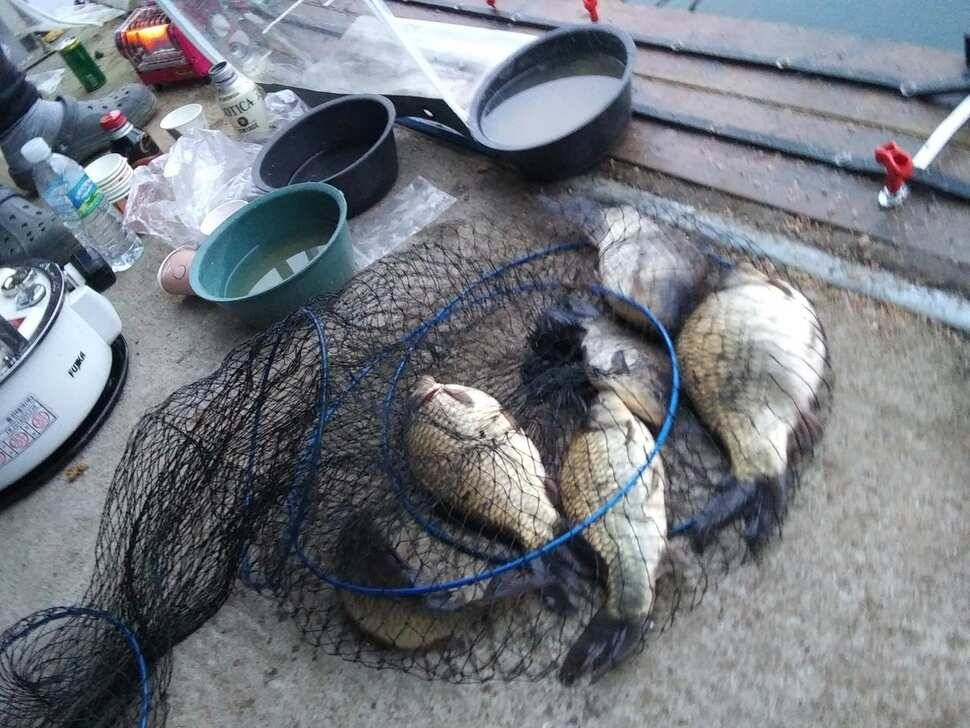 양평 수곡낚시터 새해 첫주 주중 조황 및 붕어 방류 안내 (유료터정보 - 유료터점주조황)