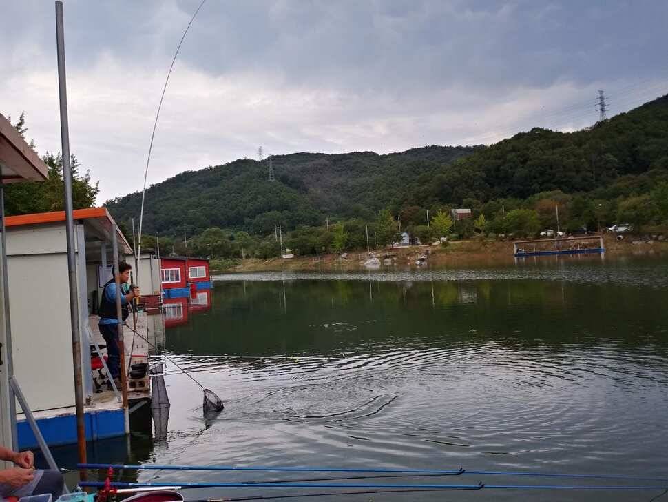 양평 수곡낚시터 9월28 오늘도 고르게 좋은 조황이 이어지고 있네요 오늘 붕어방류 완료하였습니다 (유료터정보 - 유료터점주조황)