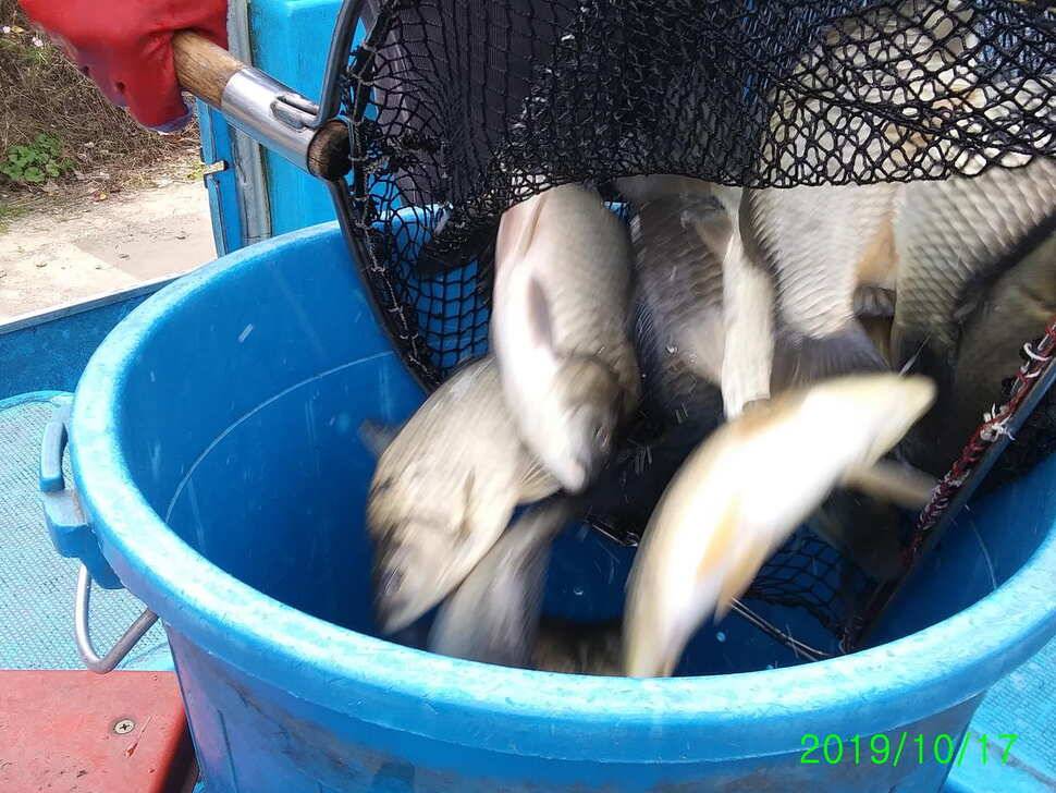 양평 수곡낚시터 10월17일 붕어 방류 및 조황 안내 (유료터정보 - 유료터점주조황)